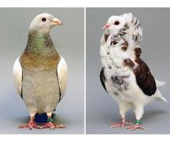 DOVE