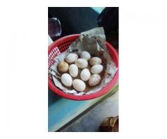 টার্কির উর্বর ডিম বিক্রি হবে