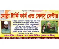 টার্কি মুরগী বিক্রয়