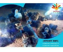 ১-৫ দিনের টার্কি বাচ্চা