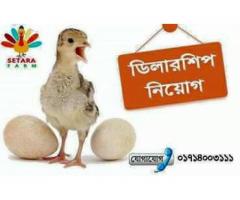 টার্কি মুরগির বাচ্চা
