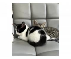 Tabbi and Black and White cats