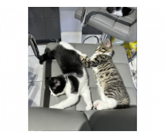Tabbi and Black and White cats