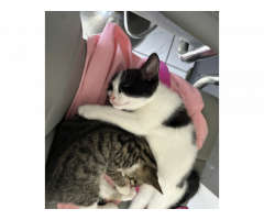 Tabbi and Black and White cats - Image 3/4