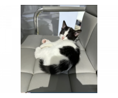 Tabbi and Black and White cats - Image 4/4