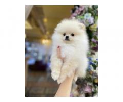 Pomeranian dog