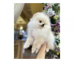 Pomeranian dog