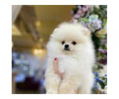 Pomeranian dog - Image 3/4