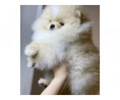 Pomeranian dog - Image 4/4