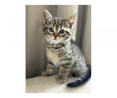 British Shorthair Rare Silver white and Gold