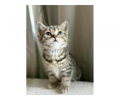 British Shorthair Rare Silver white and Gold