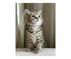 British Shorthair Rare Silver white and Gold - Image 3/3